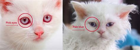 Albino Cat vs White Cat: Characteristics and Behaviors