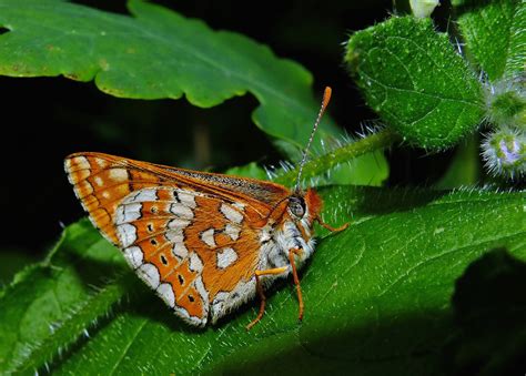 Fotos Gratis Naturaleza Hoja Flor Verde Insecto Polilla