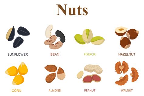 Set Of Eight Different Types Nuts Objects On Creative Market