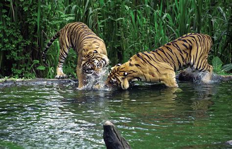 Sundarban Jungle | Beautiful Places