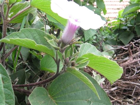 Argyreia hirsuta – eFlora of India