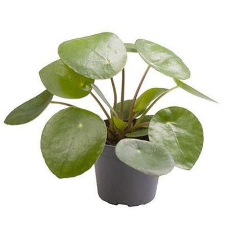 Pilea Peperomioides Plant Wholesale FlorAccess