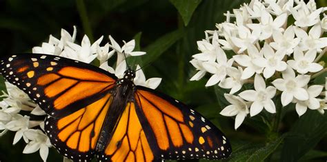 Our Favorite Butterfly Friendly Shrubs For Zone 10 Living Color