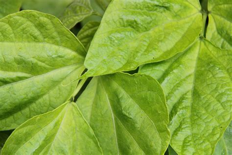 Fresh Green Leaves Free Stock Photo Public Domain Pictures