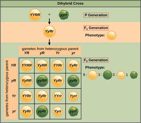 Difference Between Monohybrid Cross and Dihybrid Cross | Definition ...