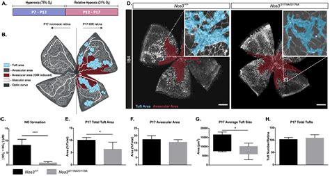 Figures And Data In Enos Induced Vascular Barrier Disruption In