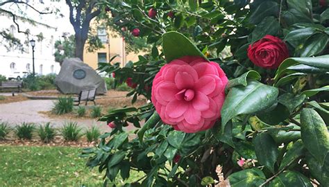 Springtime Flowers In Savannah Savannah Ga