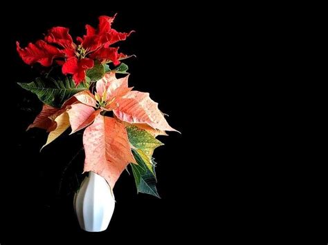 Christmas Poinsettia Wallpapers Wallpaper Cave