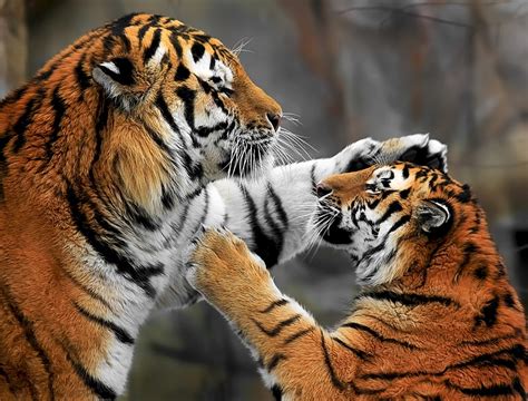 Stunning Pictures Of Tigers That Will Mesmerize You Planet Custodian