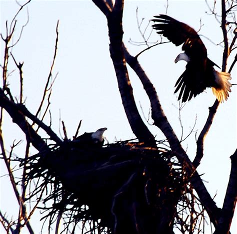 Nesting Eagles Morning Sun Shining On Tail Feathers Jim French Flickr