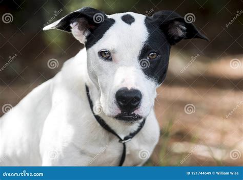 Pointer Bulldog Mixed Breed Mutt Dog Pet Adoption Photo Stock Image ...