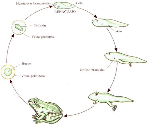 Reproduction And Extinction 5a Life Cycles