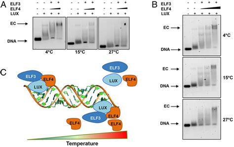 Temperature Dependency Of Ec Binding And The Effects Of Elf4 A Ec