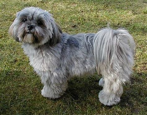 Dog Breed of the Day: Lhasa Apso