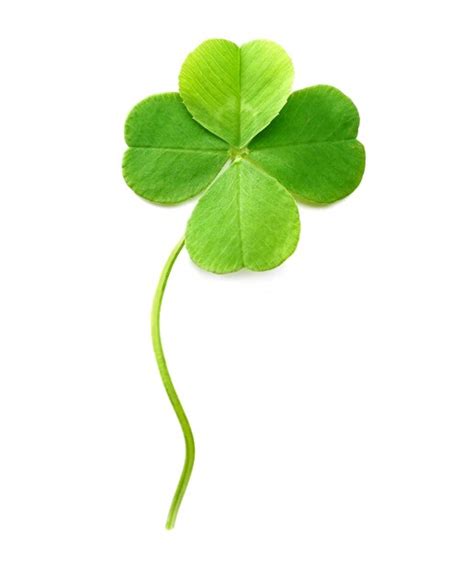 Premium Photo Green Fourleaf Clover Isolated On White