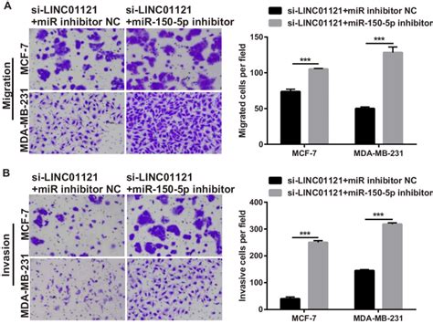 Mir P Knockdown Significantly Attenuated The Repressive Effects Of