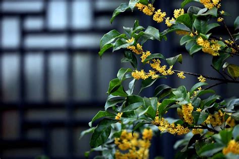 深秋时节 江苏淮安桂花香 搜狐大视野 搜狐新闻