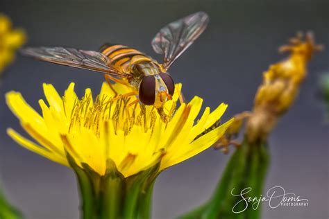 Marmelade Hoverfly A Lovely Marmalade Hoverfly On A Marsh Flickr