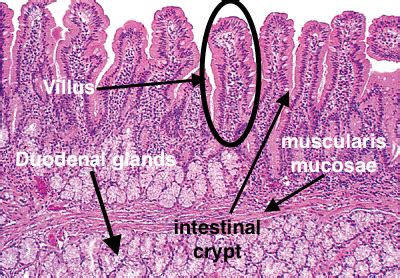 *Duodenum Histology Flashcards | Quizlet