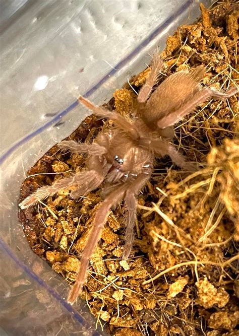 Orphnaecus Philippinus Philippine Tangerine Bugnut Limited