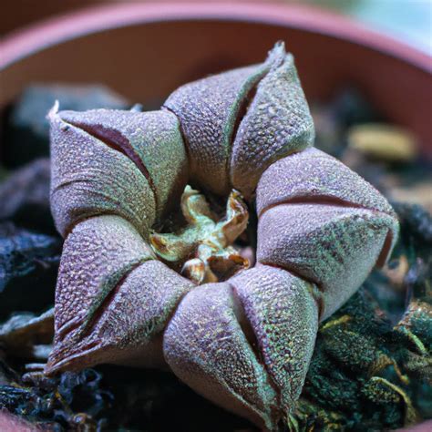 Descubra A Fascinante Beleza Do Ariocarpus Fissuratus