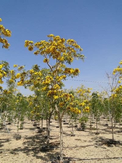 tabebuia argentea wahat al sahraa