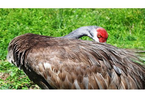 Mississippi Sandhill Crane National Wildlife Refuge And Visitor Center