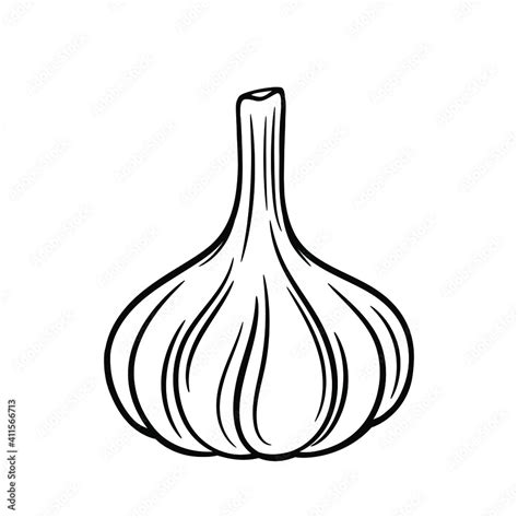 Vector Illustration Of Garlic Bulb Isolated On White Background Sketch