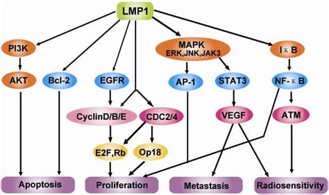 Molecular Interactions And Signaling Pathways Engaged By Lmp1 In The