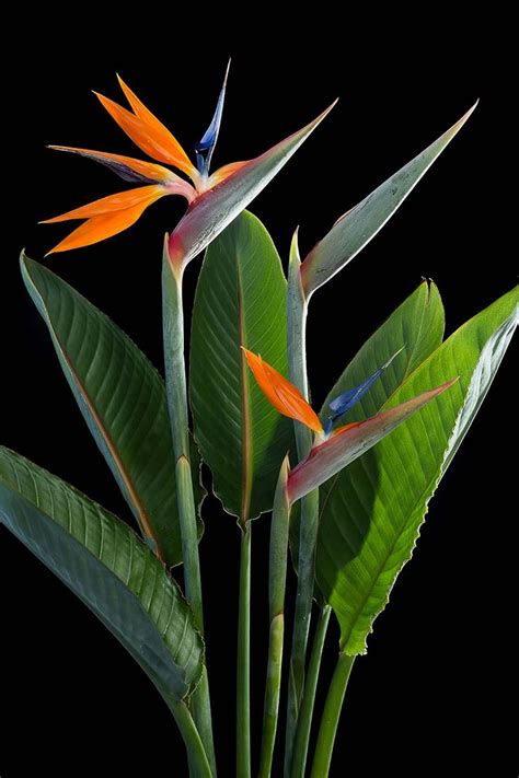 How To Grow And Care For Bird Of Paradise Plants Strelitzia