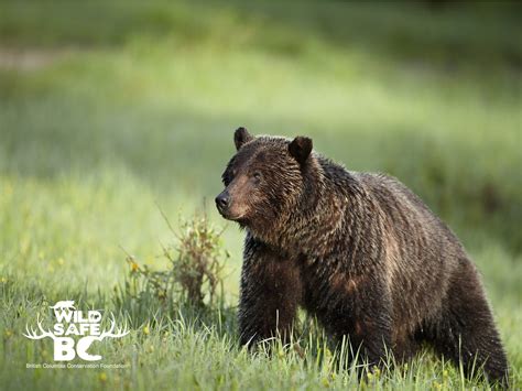 GrizzlyBear_PeterSuzle_logo-01 – WildsafeBC