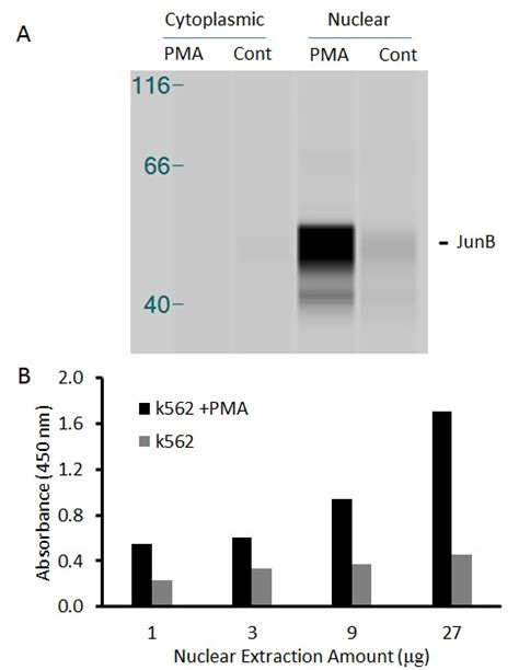 Human Jun B Transcription Factor Activity Assay Kit Raybiotech