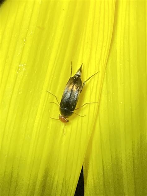 Mordellistena From Goldenrod St Nw Andover Mn Usa On September