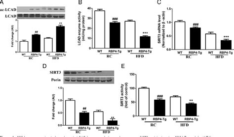 Table 1 From Retinol Binding Protein 4 Induces Hepatic Mitochondrial