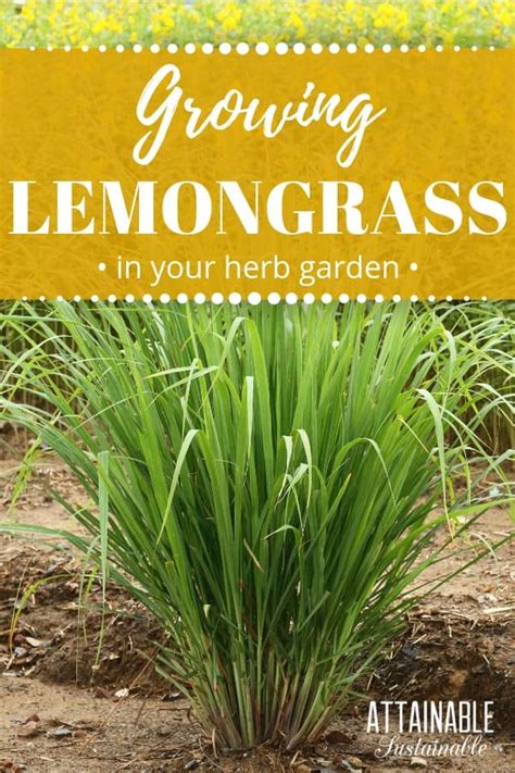 How To Grow Lemongrass In The Garden And In Containers