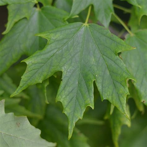 Sugar Maple Seed