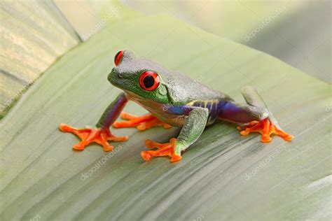 Rana De Ojos Rojos O Callydrias Agalychnis Un Peque O Anfibio Hermoso