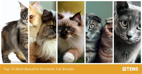 Top 10 Most Beautiful Domestic Cat Breeds