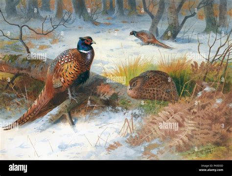 Thorburn Archibald Pheasants In The Snow Stock Photo Alamy