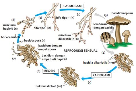 Klasifikasi Dan Peranan Fungi Jamur Mahkota Sains