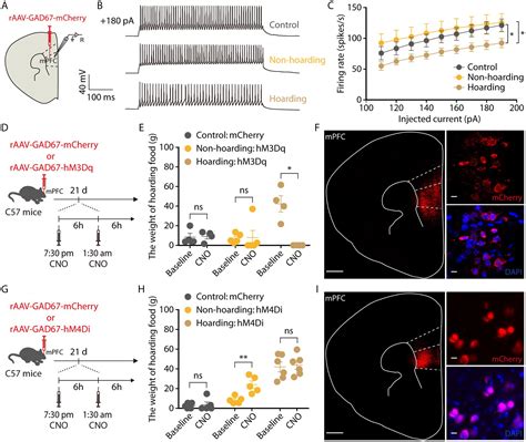 Frontiers Glutamatergic Neurons And Gabaergic Neurons Of Medial