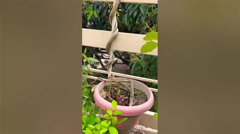 Giloy Plant Grow After Pruning 👍👍😊😊🌨🌨🌿☘️🌸🌺🦋🦋 ️ ️💚💚💛💛 Youtube