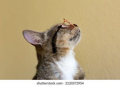 3,663 Mottled Cat Images, Stock Photos & Vectors | Shutterstock