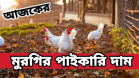 ২৩ নভেম্বর ২০২২ 🐓 আজকের ব্রয়লার ও সোনালী কক মুরগির পাইকারি দাম। Ajker