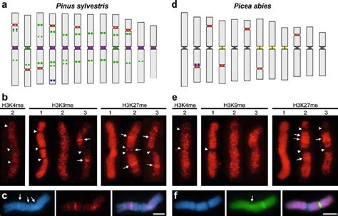 Chromosomal Distribution Of Histone Methylation Marks In P Sylvestris