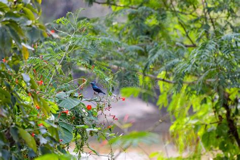 Hummingbird Bird Nature Background Landscape Stock Photo - Image of ...