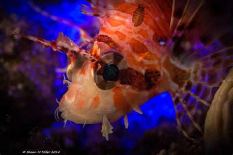 underwater macro photography | Okinawa Nature Photography