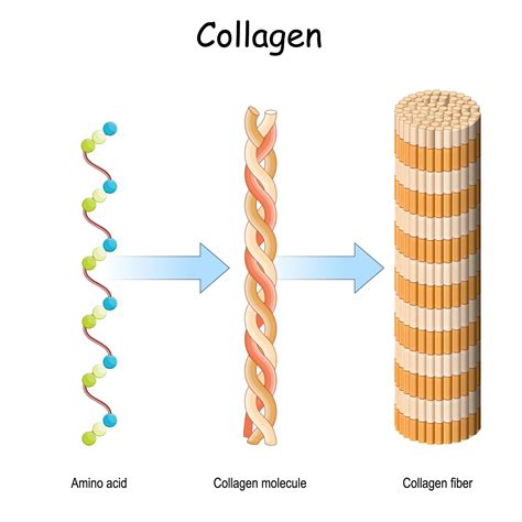 Fibrillar collagens 東京ミネルバクリニック