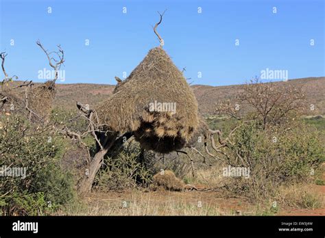 Sociable Weaver Philetairus Socius Communal Nest On Tree In Semi