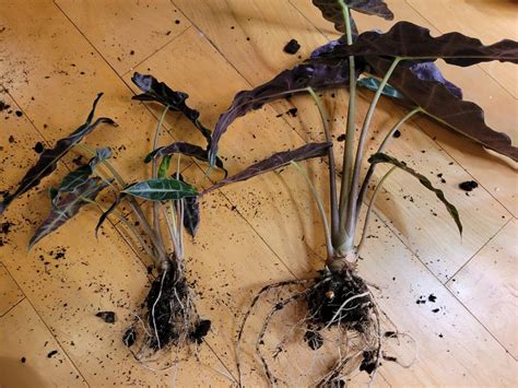 How To Propagate Alocasia Step By Step Guide With Pictures